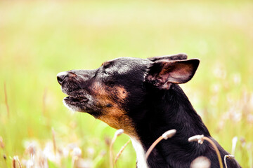 Rescue dog - cute black mongrel sitting on a grass, sunny morning meadow