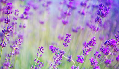 Selective focus on the lavender flower in the flower garden - lavender flowers lit by sunlight.