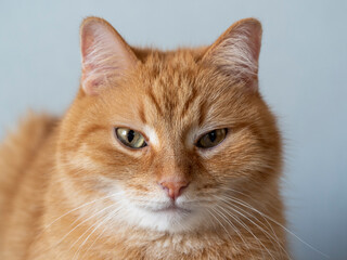 Close-up photo of a red cat with yellow eyes looking directly at the camera