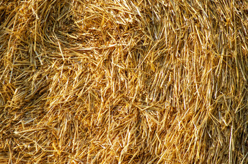 Bales of straw are illuminated by the sun.