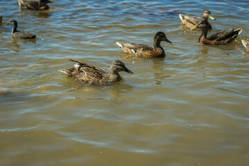 Fototapeta premium Ducks swim in the lake. A flock of ducks in the water.