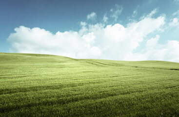 Fototapeta na wymiar field of grass and perfect blue sky