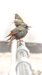 Bird isolated - colorful starling (sturnus vulgaris) sitting on a rail