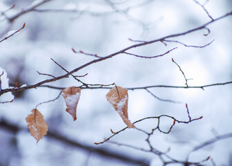 Tree with one yellow single leaf and winter branches covered with snow