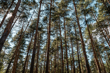 Bottom up view of the pine forest, treetops, summer landscape.