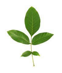 Green walnut leaf isolated on white background. Branch of walnut.