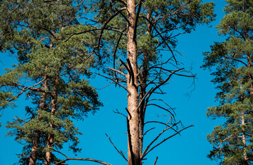Pine forest view, summer landscape, forest trail.