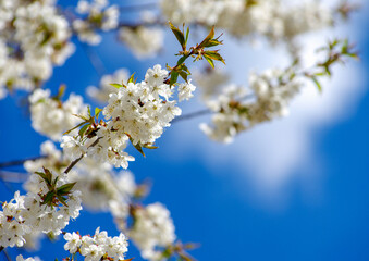 Cherry branch with beautiful background