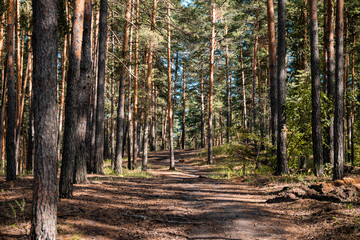 Pine forest view, summer landscape, forest trail.