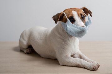 Jack Russell Terrier dog wearing a medical mask during the spread of the coronavirus