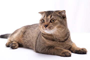 Serious scottish fold brown cat lies on a white table