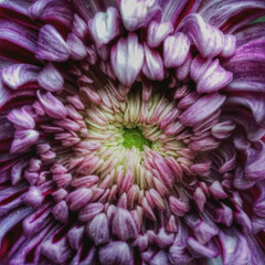
chrysanthemum flower , closeup of a blooming flower
