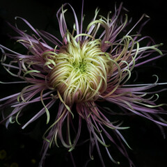 chrysanthemum flower , closeup of a blooming flower
