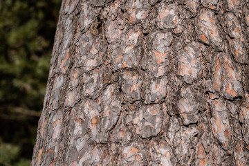 Pine tree bark texture close up with dragonfly.