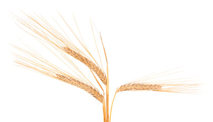 Dry spikelets of wheat, isolated on white background.