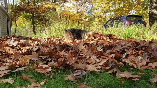 Adorable Welsh terrier dog playing in a large pile of leaves in the fall and chasing a ball.