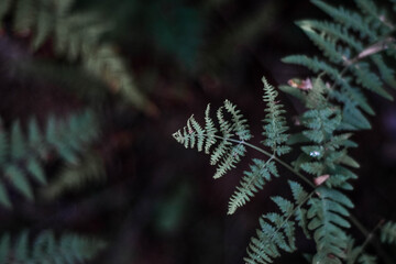 Liść leśnej paproci . Fern leaf in the forest. © Anita