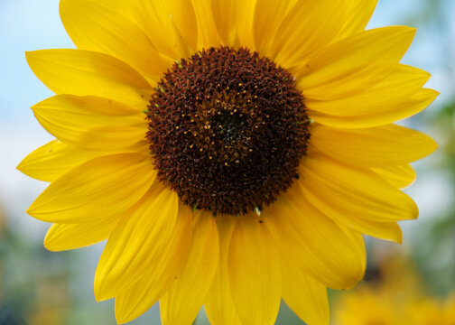 Large yellow sunflower in bloom filling out and exceeding frame