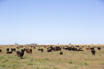 angus en el campo americano
