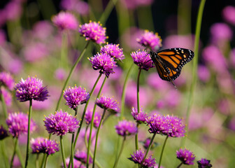 Monarch butterfly standing on a Fireworks Gomphrena globosa, commonly known as globe amaranth, bloom in garden background