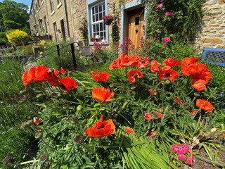 Fototapeta na wymiar A country garden, with red poppies, and roses, near the Grassington road in, Skipton, Yorkshire, UK