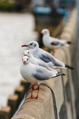 action flyings seagulls in tropical coast line on sky background
