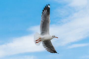 Fototapeta premium action flyings seagulls in tropical coast line on sky background