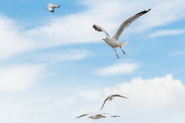 action flyings seagulls in tropical coast line on sky background