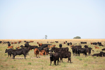 angus en el campo argentino