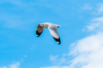 action flyings seagulls in tropical coast line on sky background