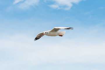 Fototapeta na wymiar action flyings seagulls in tropical coast line on sky background