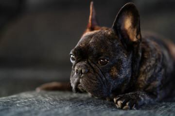 Close-up of adorable brindle color French bulldog dog.