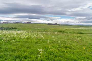 Meadow on Seltjarnarnes peninsula near Reykjavik at cloudy day.