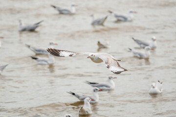 action flyings seagulls in tropical coast line on sky background