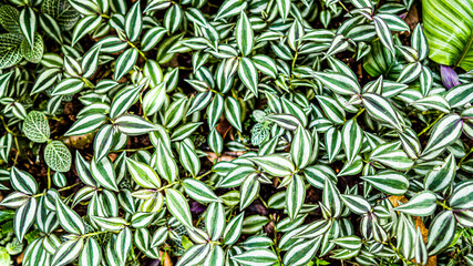 pattern with leaves