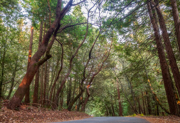 Redwood Forest Landscape in Beautiful Northern California. Mt Madonna County Park near Gilroy, California
