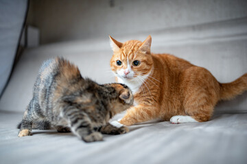 A large ginger cat plays with a gray kitten in the studio.