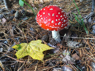 Closeup on fly agaric in autumn forest