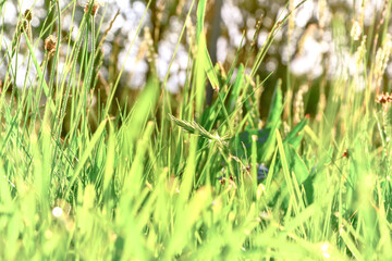 Wild grass stalk backlit