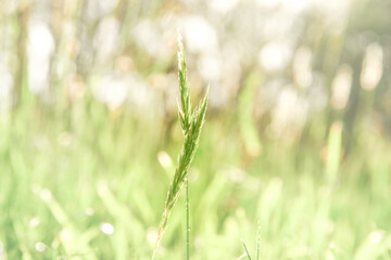 Wild grass stalk backlit