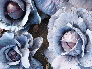 Fototapeta na wymiar red cabbage growing in a vegetable patch 