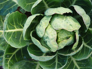 Obraz premium brussels sprout plant close up 