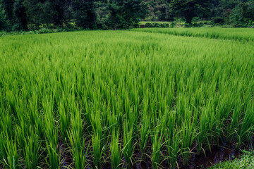 Beautiful green cornfield with fluffy clouds sky background.