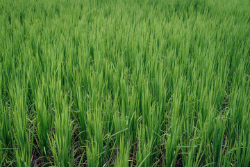 Beautiful green cornfield with fluffy clouds sky background.