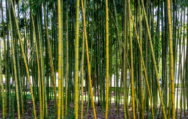 Bamboo grass stalk plant stems growing in Belmont, California, park-like a grove