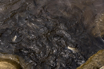 Fish eating from feeding food on water surface ponds 