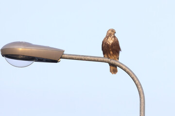 rough-legged buzzard