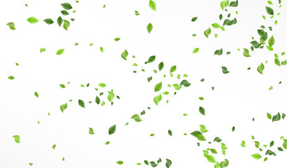 Olive Foliage Organic Vector White Background 