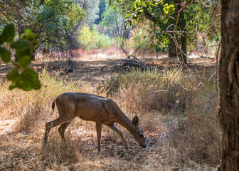 Blacktail Deer in Pinnacle National Park, California
