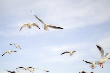 Birds in the sky - a flock of flying seagulls against pale blue sky